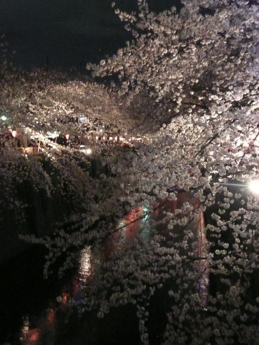 2010nakamegurosakura03.jpg