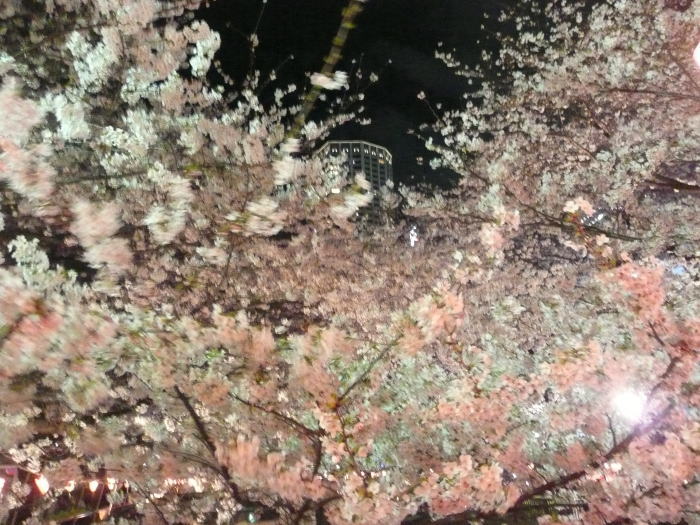 2010nakamegurosakura04.jpg