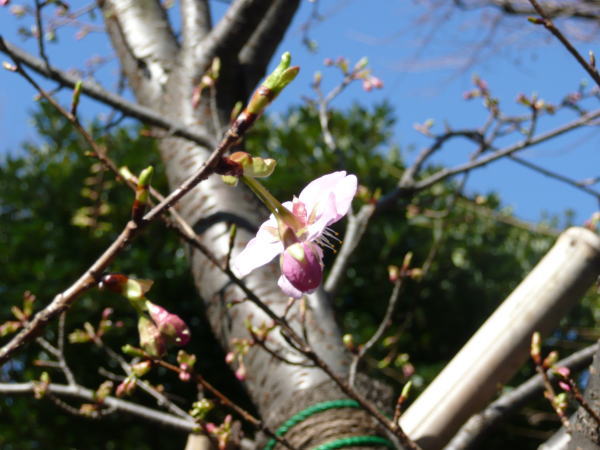 2010020302.jpg