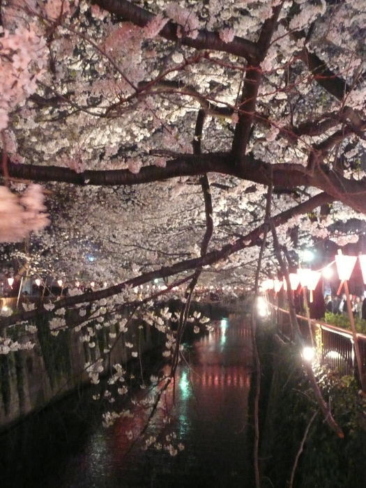 2010nakamegurosakura05.jpg