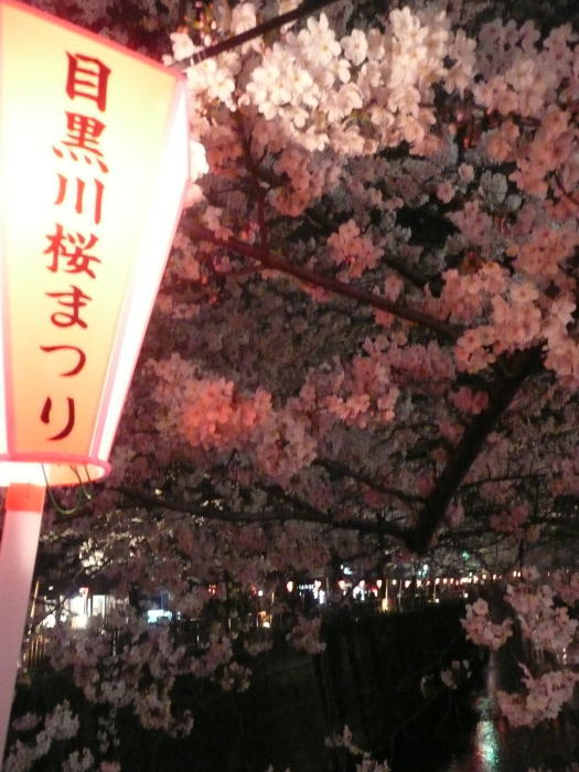 2010nakamegurosakura06.jpg