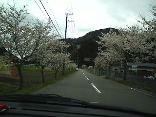 桜並木　静市080411