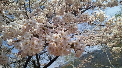 荘川桜　1