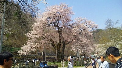 荘川桜　2