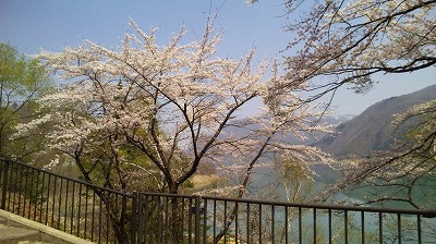 荘川桜　4