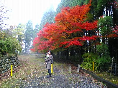 momiji2