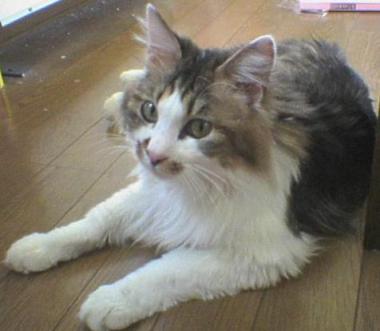 taichi