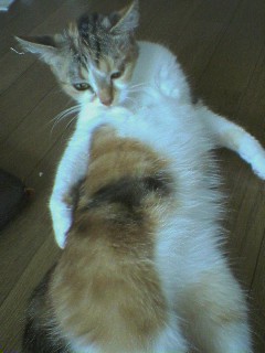 いやぁね～ばかなオトコって・・・
