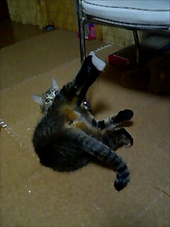 ぽちっ♪ｽﾙﾖﾛｼ…