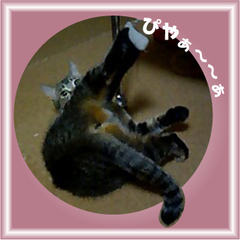 ぽちっ♪ｽﾙﾖﾛｼ…