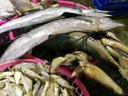 澎湖魚市場5