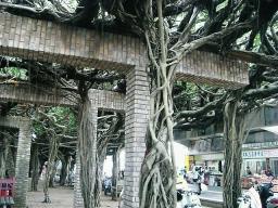 通梁榕園