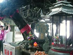 榕樹頭