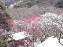 熱海梅園
