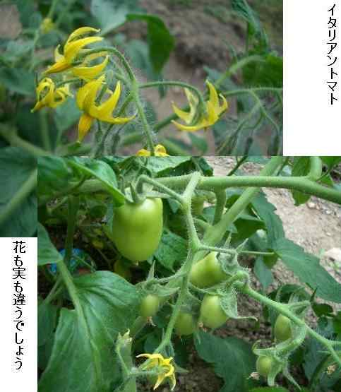 イタリアントマト
