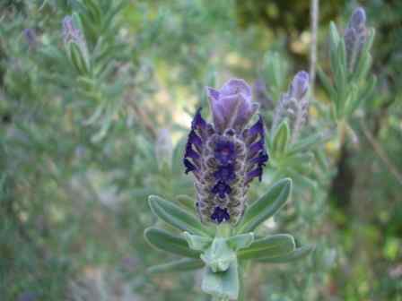 rabennda-