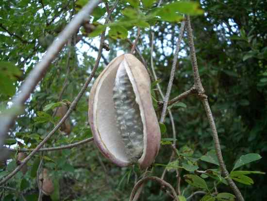 akebi