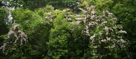 utugi