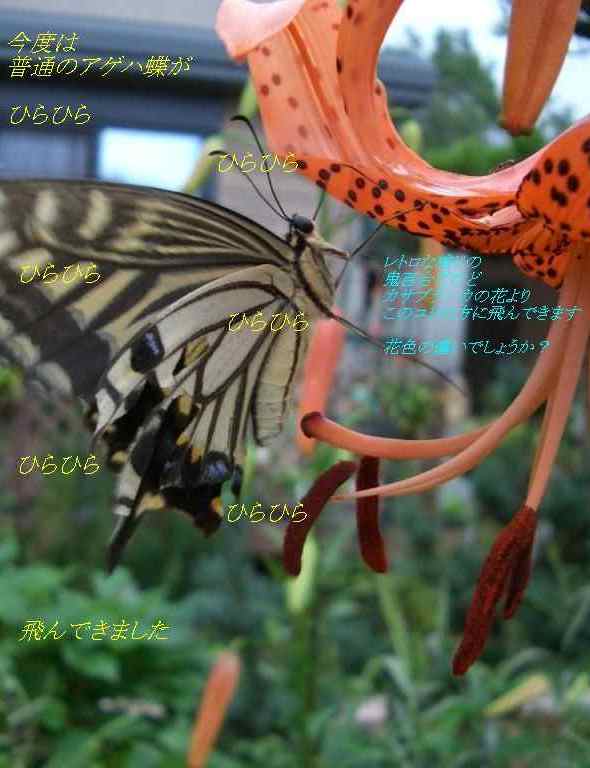 アゲハ