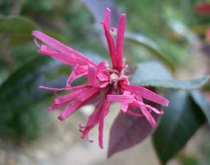 赤花トキワ万作