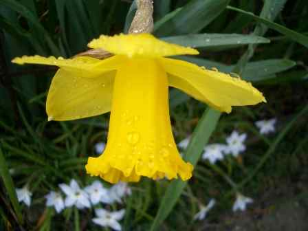 水仙