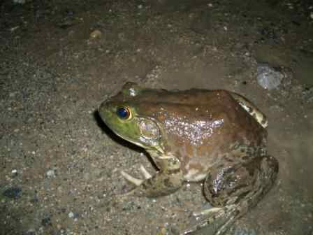 ウシガエル
