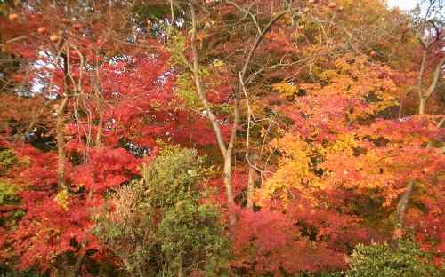 momiji