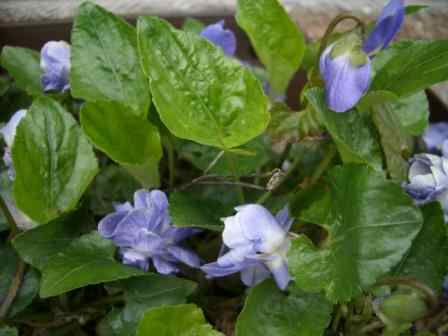 sumire