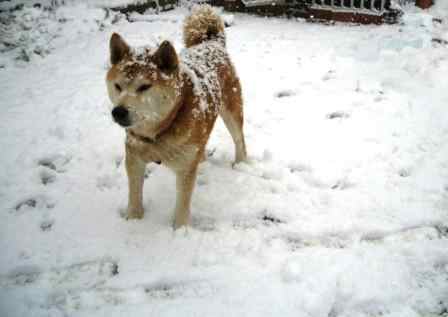 雪犬