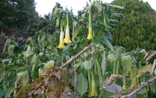torannpetto