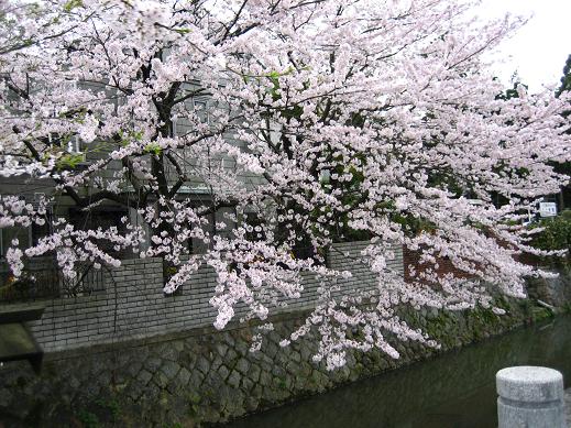 sakura