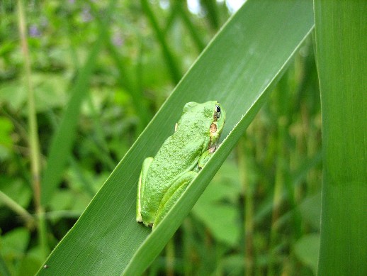 kaeru
