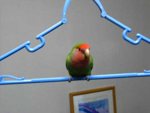 kuu