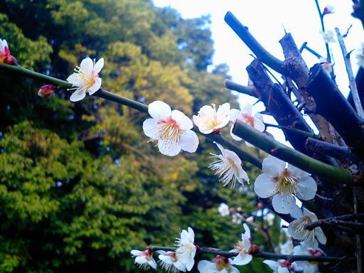 ume