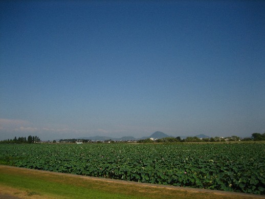 hasu