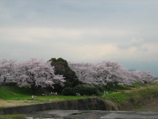 sakura