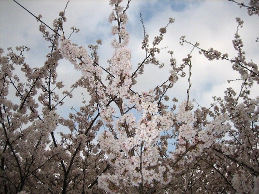 sakura