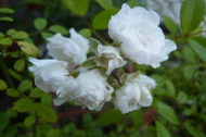 20070528d