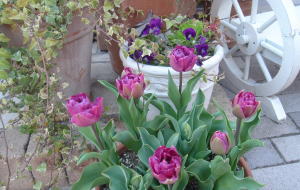 garden_20050405b