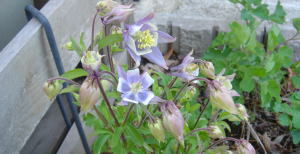 garden_20050405c