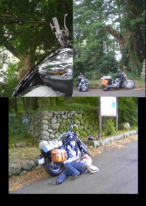 飛鳥神社の楠