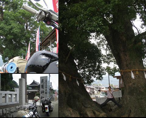 尾鷲神社の大ｸｽ