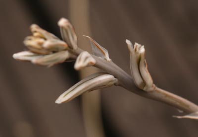 ハオルチアの花