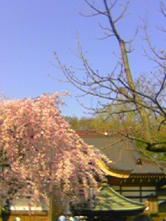 深大寺桜