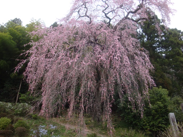 梅岩寺／枝垂桜１