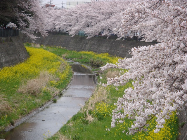 根川緑道２