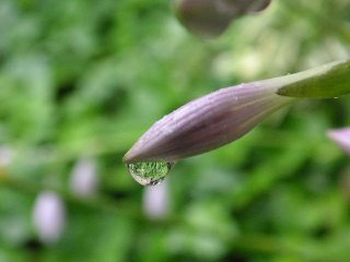 ギボウシの花