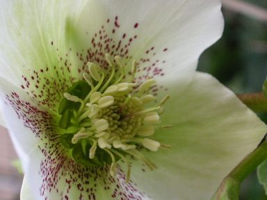 咲いたクリスマスローズ