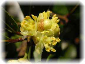 月桂樹（花）