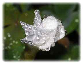 雨の花